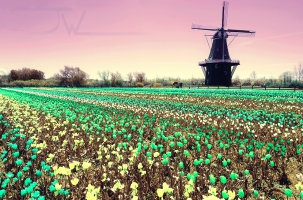 Shifted Color Windmill