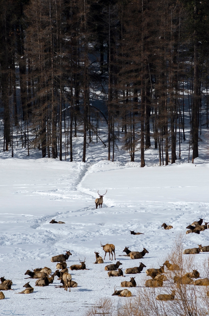 An Elk Guards the Herd